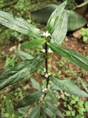 Spermacoce remota