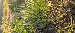 Dudleya attenuata