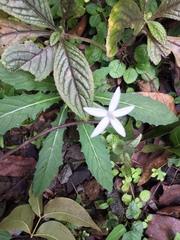 Hippobroma longiflora