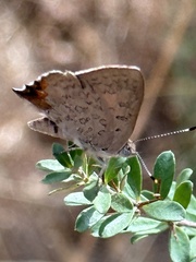 Paralucia pyrodiscus lucida