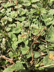 Richardia humistrata