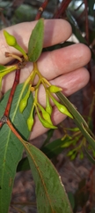 Eucalyptus leucoxylon
