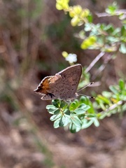 Paralucia pyrodiscus lucida