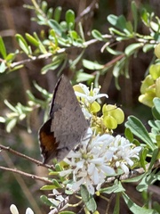 Paralucia pyrodiscus lucida