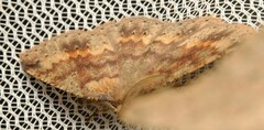 Casbia melanops