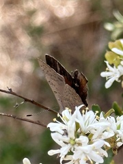Paralucia pyrodiscus lucida