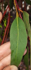 Eucalyptus leucoxylon