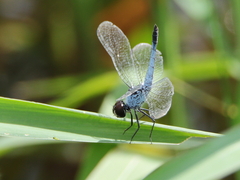 Brachydiplax denticauda