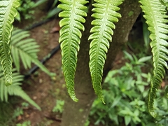 Polypodiopsida