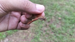 Brachythemis contaminata