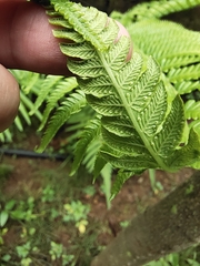 Polypodiopsida