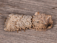 Sympistis perscripta