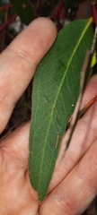 Eucalyptus leucoxylon