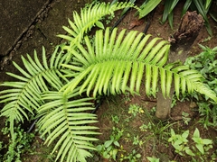 Polypodiopsida