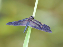 Rhyothemis princeps
