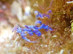 Phyllodesmium macphersonae