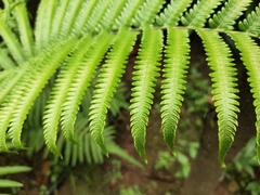 Polypodiopsida