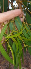 Eucalyptus leucoxylon