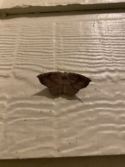 Eutrapela clemataria