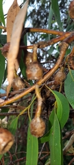 Eucalyptus leucoxylon