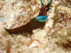 Roboastra gracilis