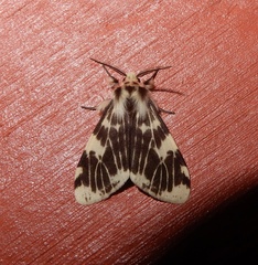 Lemyra
