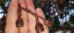 Eucalyptus leucoxylon