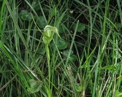 Pterostylis falcata