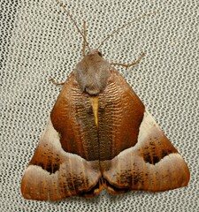 Niceteria macrocosma