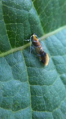 Epicallima argenticinctella