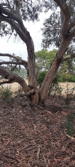 Eucalyptus leucoxylon
