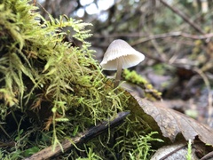 Mycena robusta