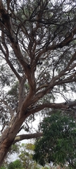 Eucalyptus leucoxylon