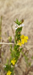 Goodenia amplexans