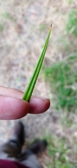 Carex erinacea