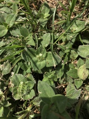 Richardia humistrata