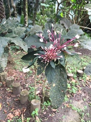Clerodendrum quadriloculare