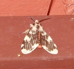 Lemyra