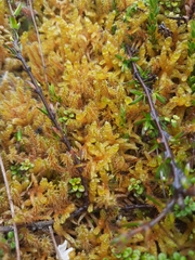 Rhytidiadelphus squarrosus