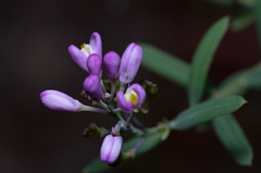 Comesperma ericinum