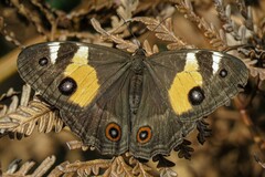 Tisiphone abeona albifascia