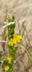 Goodenia amplexans