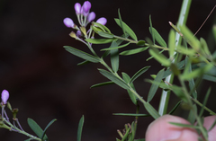 Comesperma ericinum