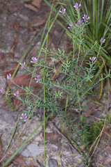 Comesperma ericinum
