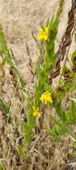 Goodenia amplexans