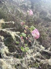 Ribes sanguineum glutinosum