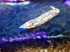 Hypselodoris maritima