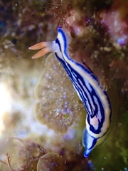Hypselodoris maritima
