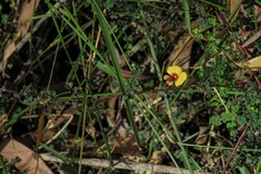 Bossiaea cordigera