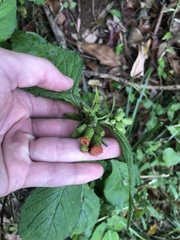 Crassocephalum crepidioides